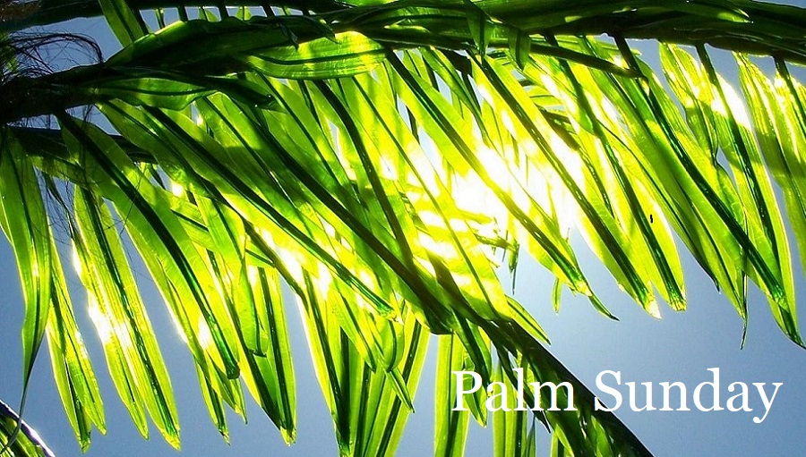 Palm Sunday Leaves in Sun