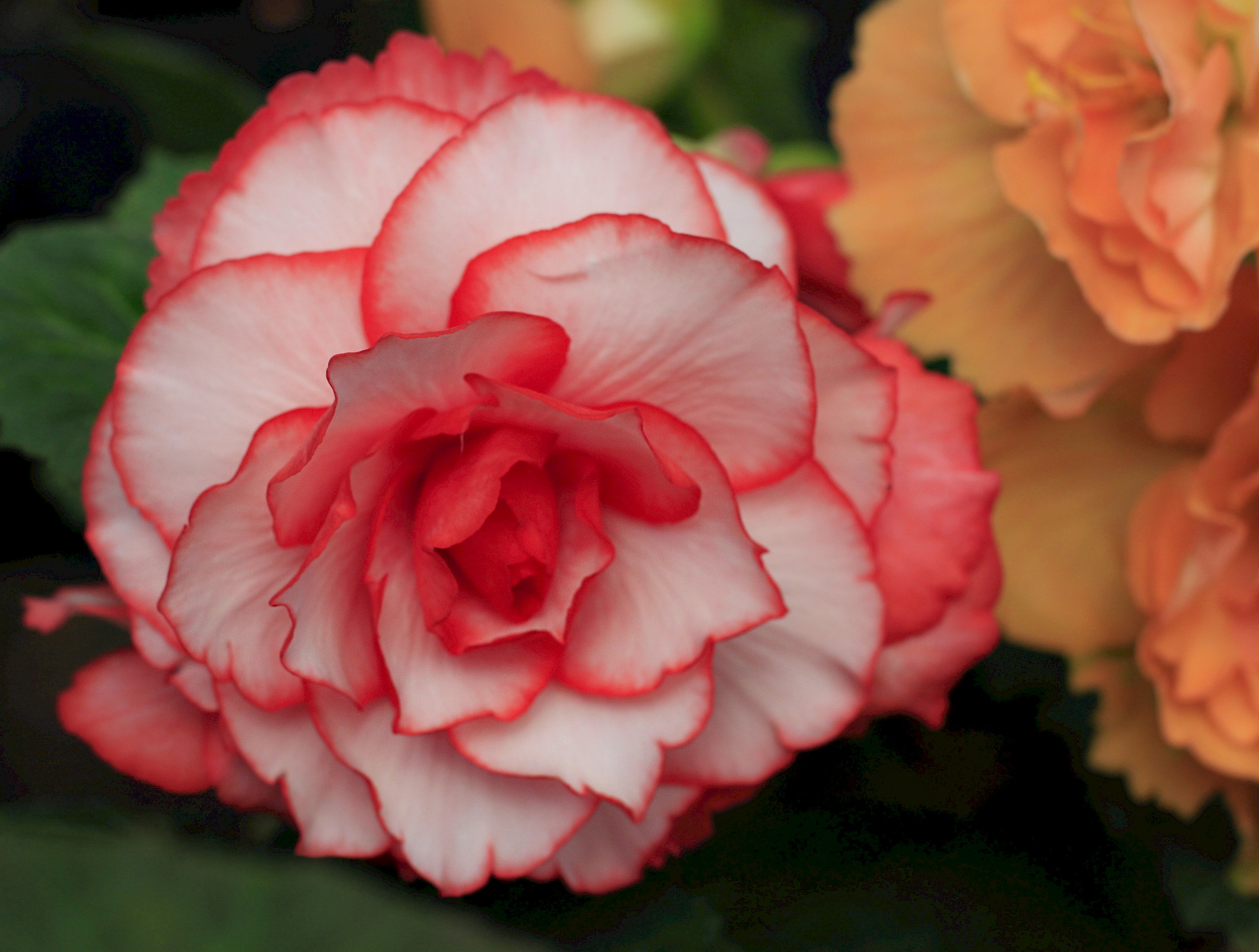 Begonia - red and white flower